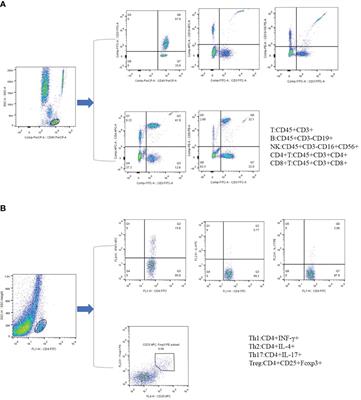 Preliminary Study on the Imbalance Between Th17 and Regulatory T Cells in Antiphospholipid Syndrome